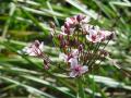 Tavi növények - Butomus umbellatus    virágkáka